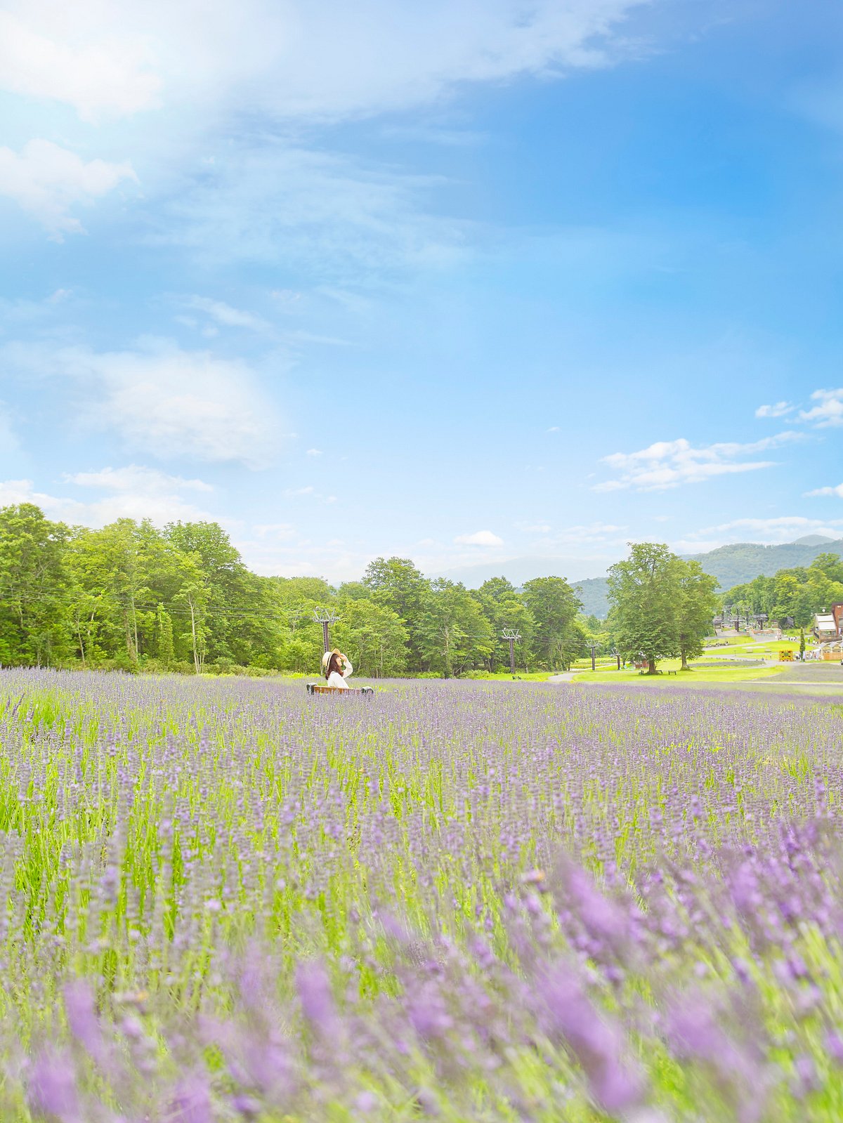 Tambara Lavender Park