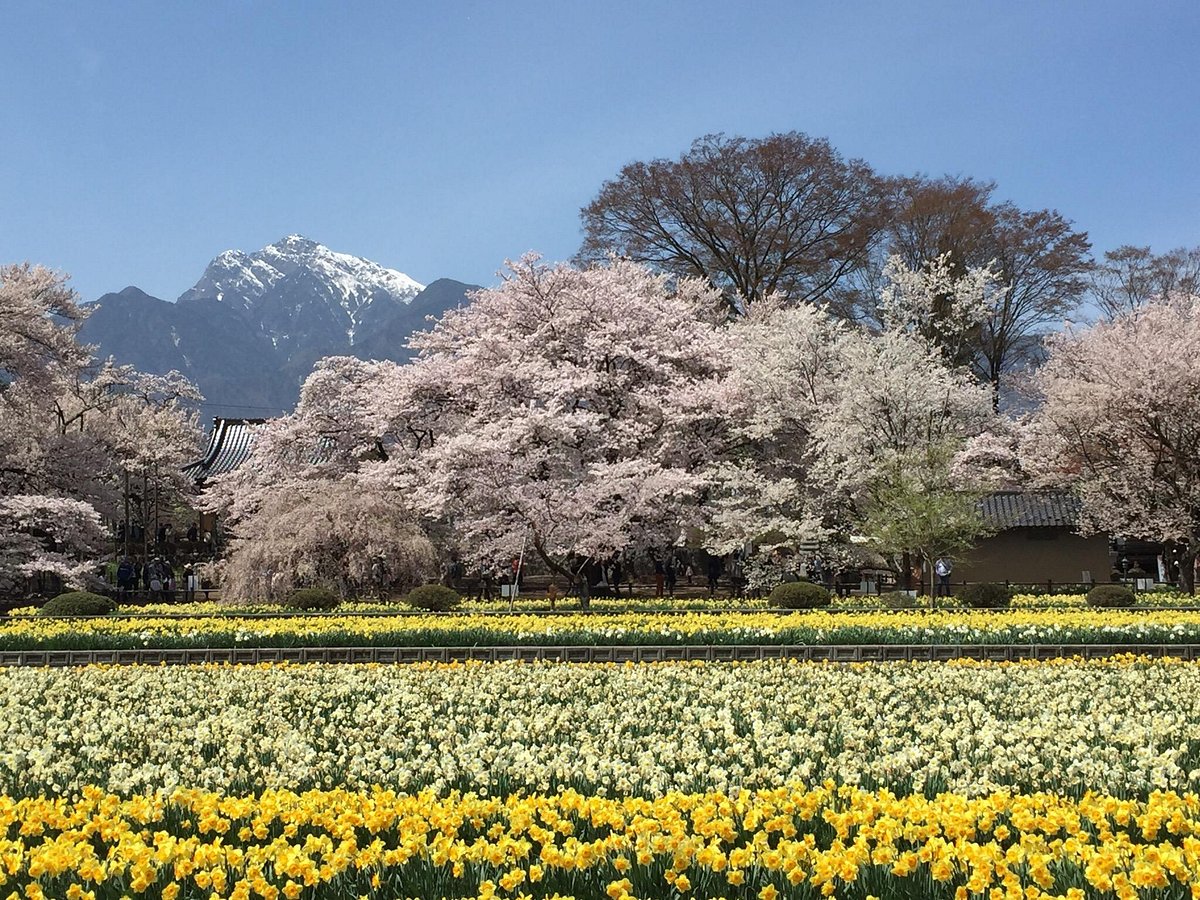 Yamataka Jindai Cherry Blossom cover image