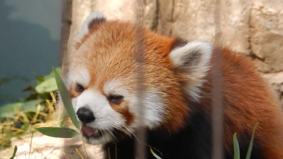 Yumemigasaki Zoological Park cover image