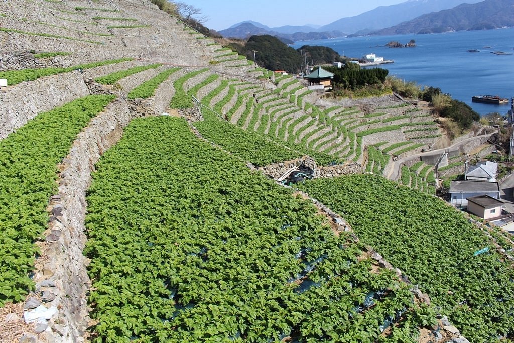 Yusumizugaura Terrace Field cover image