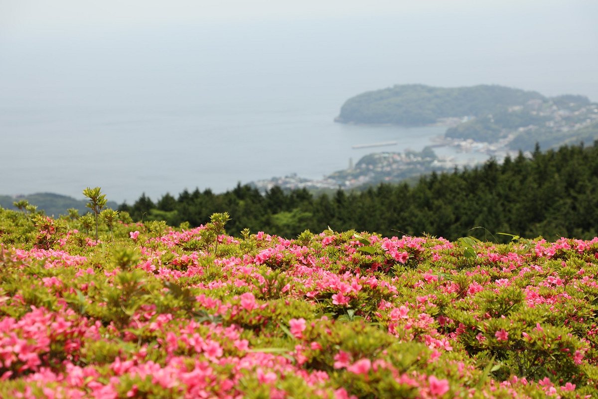 Hoshigayama Park Satsuki no sato cover image