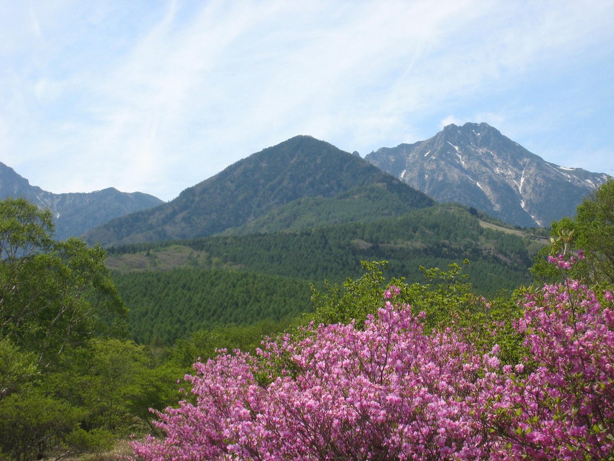 Forest Utsukushinomori