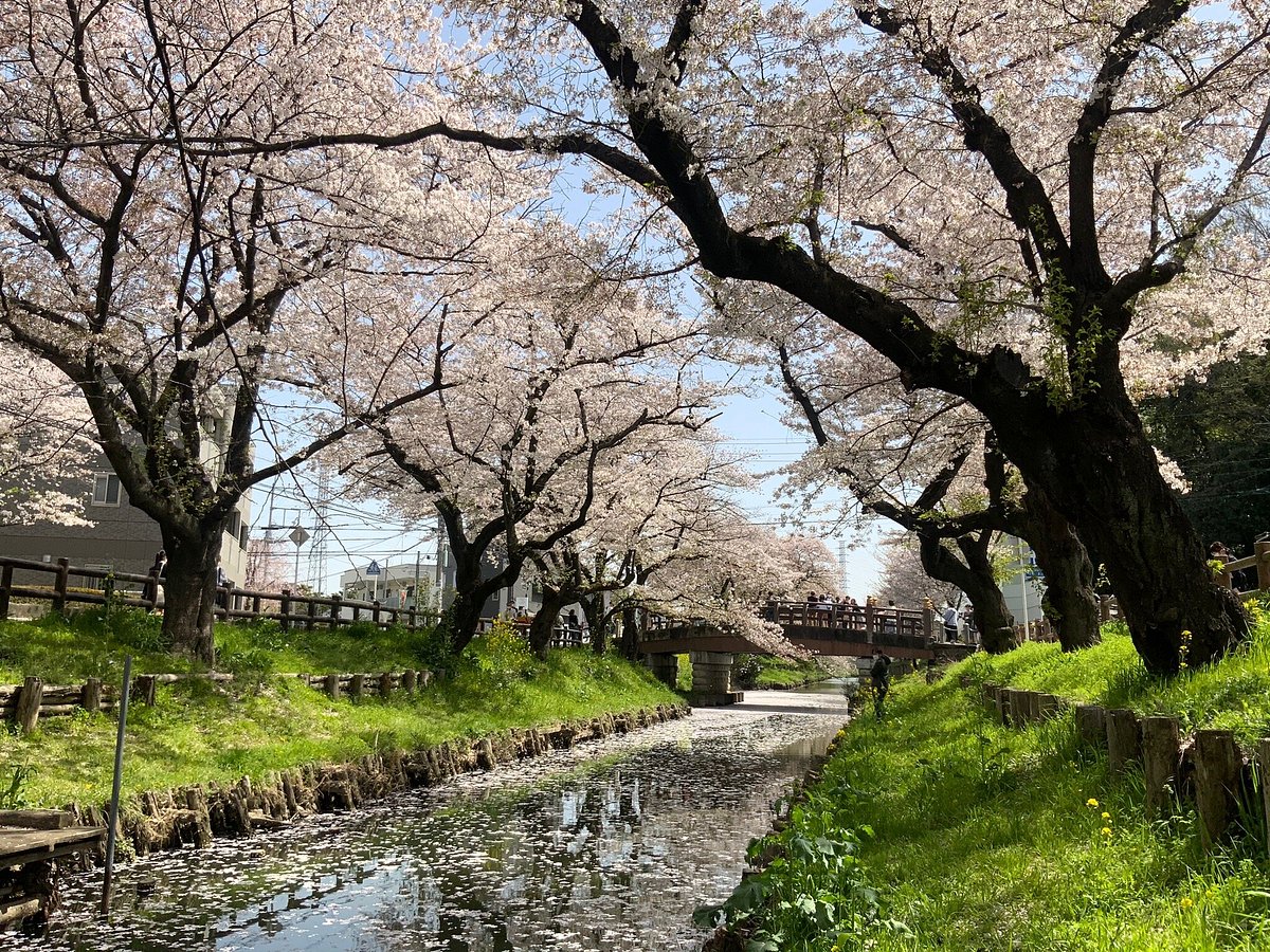 Shingashi River Cherry Blossoms