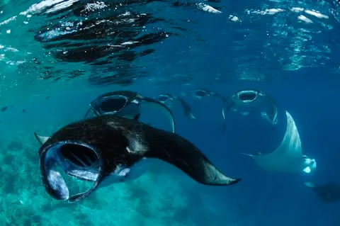 Four Seasons Resort Maldives at Landaa Giraavaru photo 2