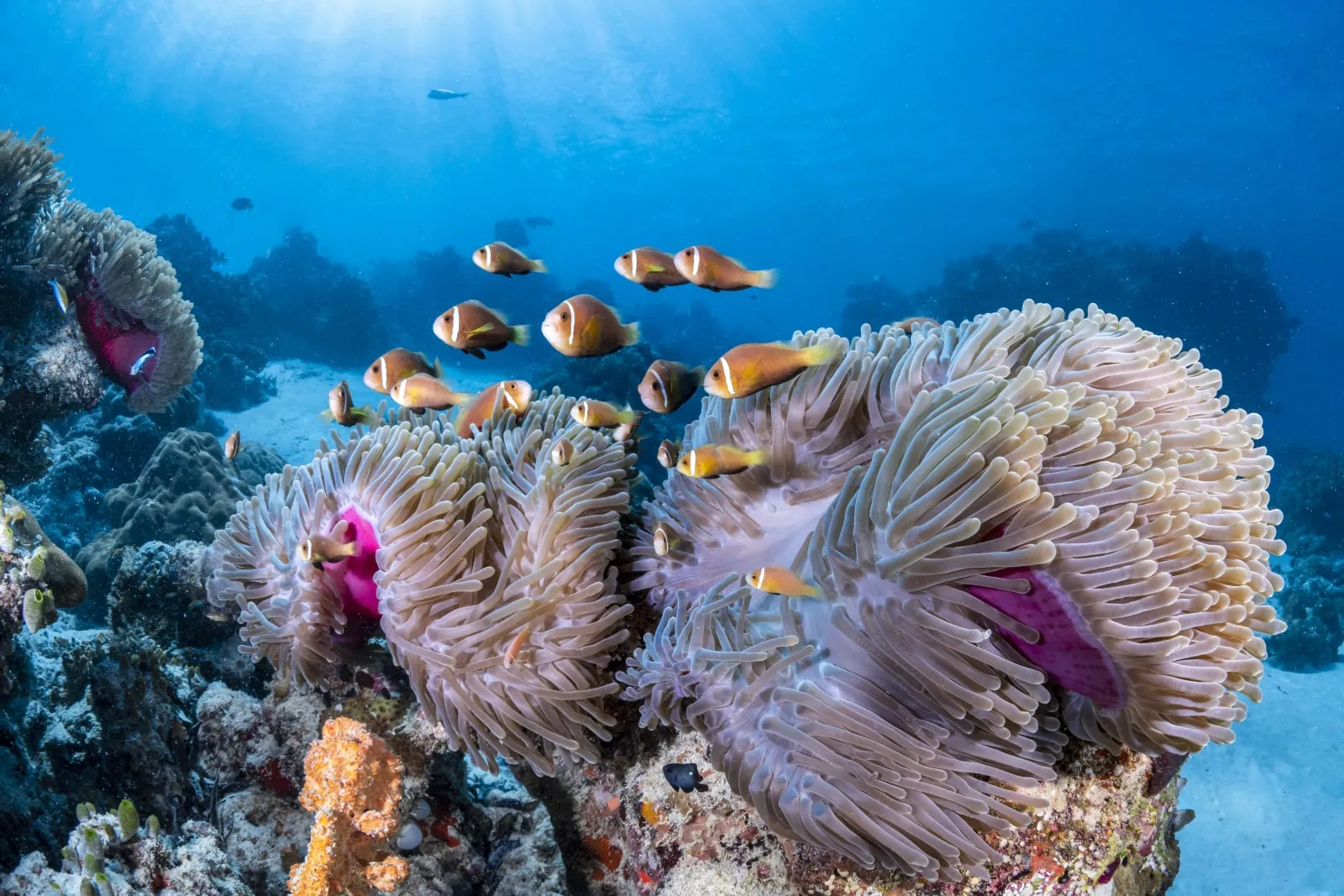 COMO Maalifushi photo 4