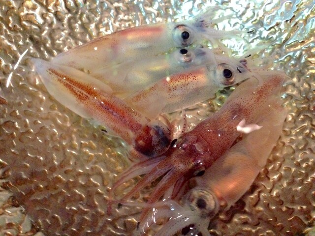 Sanchokuya Taka: A Sake-Pairing Seafood Omakase — 5